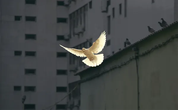 Peace dove for ceasefire in Gaza