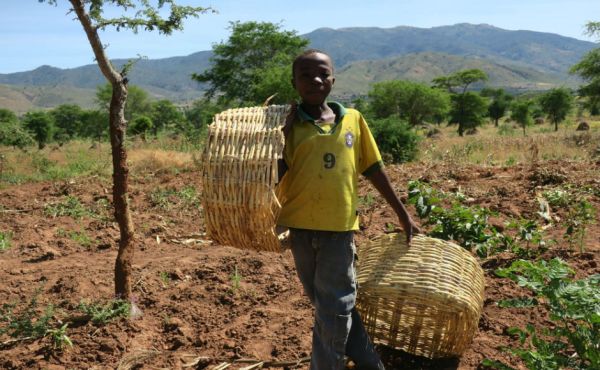 A young Malawian boy collecting fruit.