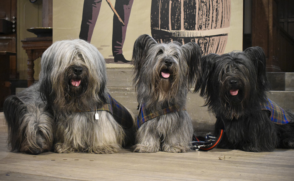 Four Skye terriers