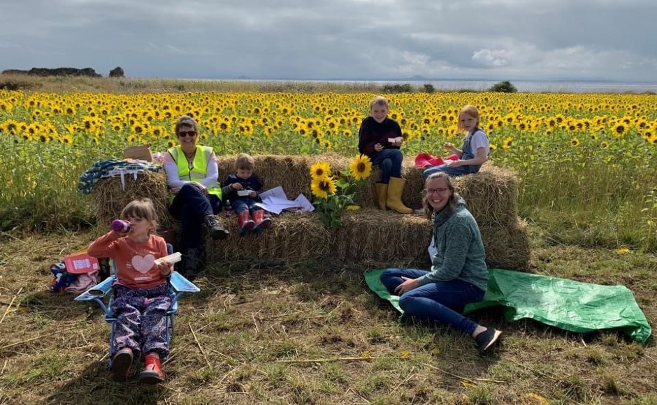 Sunflower field of hope