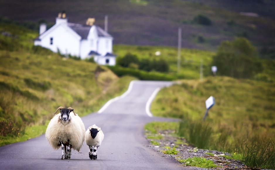 Sheep Farming