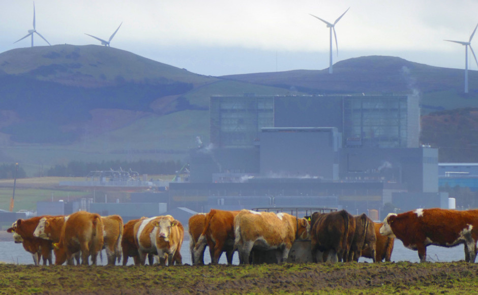 View of cows and wind turbines