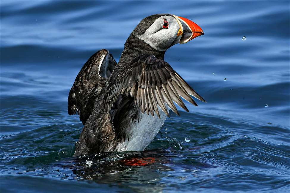 Andy Muir Puffin Farne Island