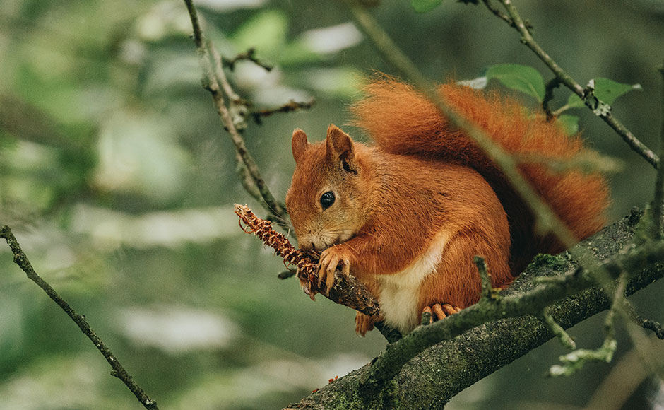 Red Squirrel