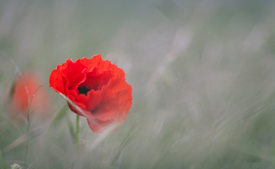 Image Of A Poppy