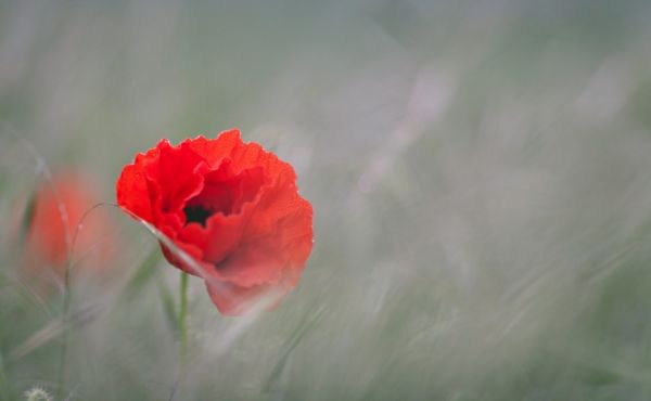 Image of a poppy