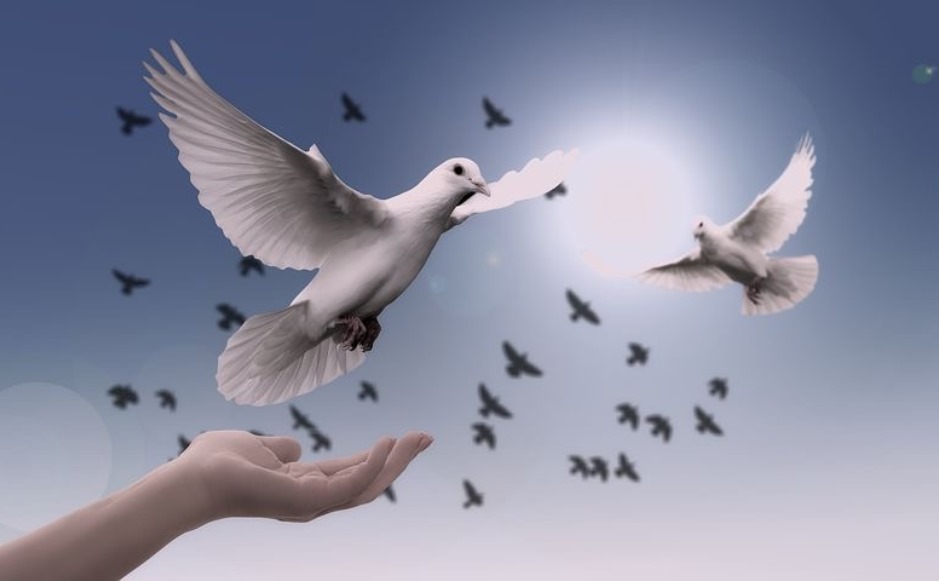 dove of peace 
