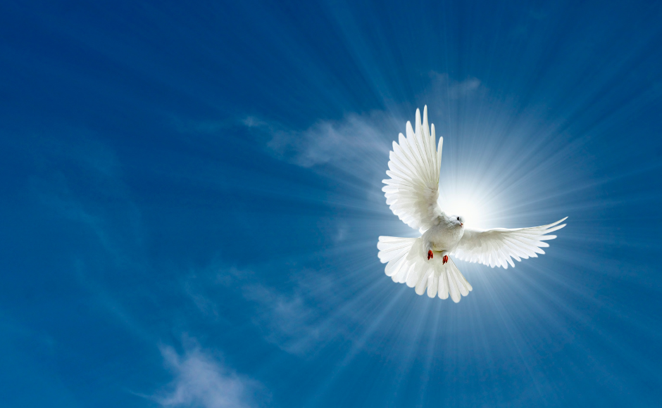 Peace dove