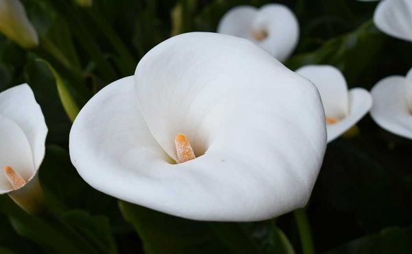 White Lily