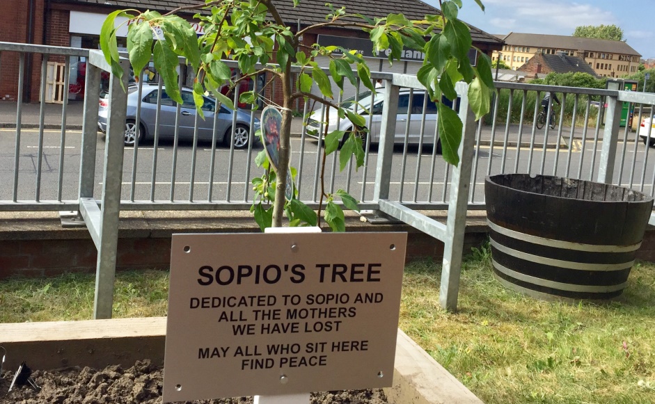Sopio's tree