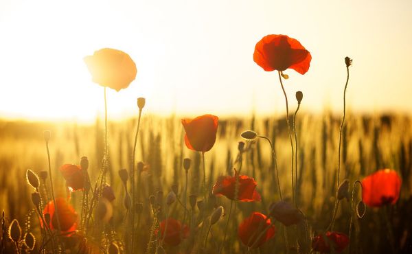 Field of poppies and a sunset