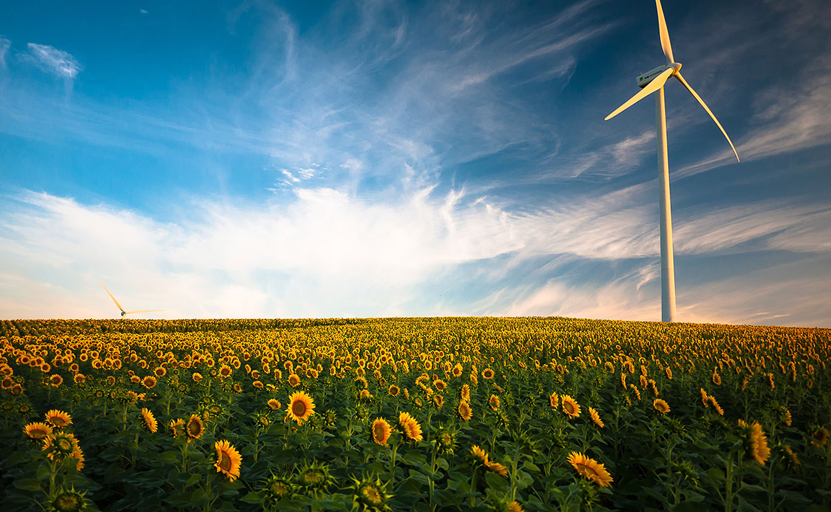 Wind turbine in sunflower field