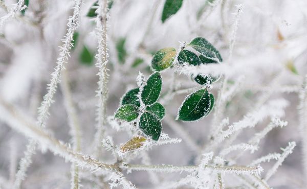 Frosted leaves