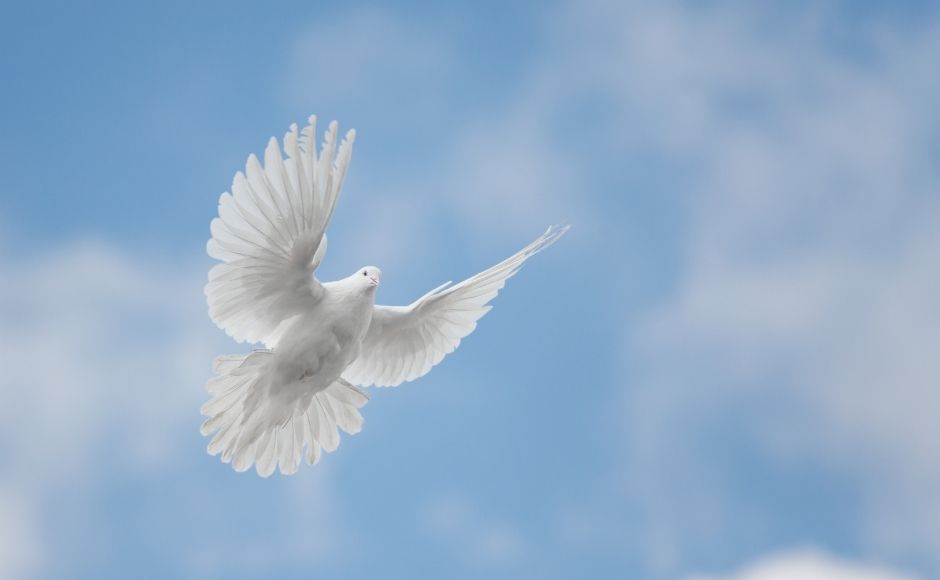 Dove flying in the sky