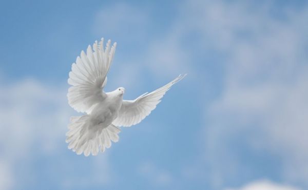 Dove flying in the sky