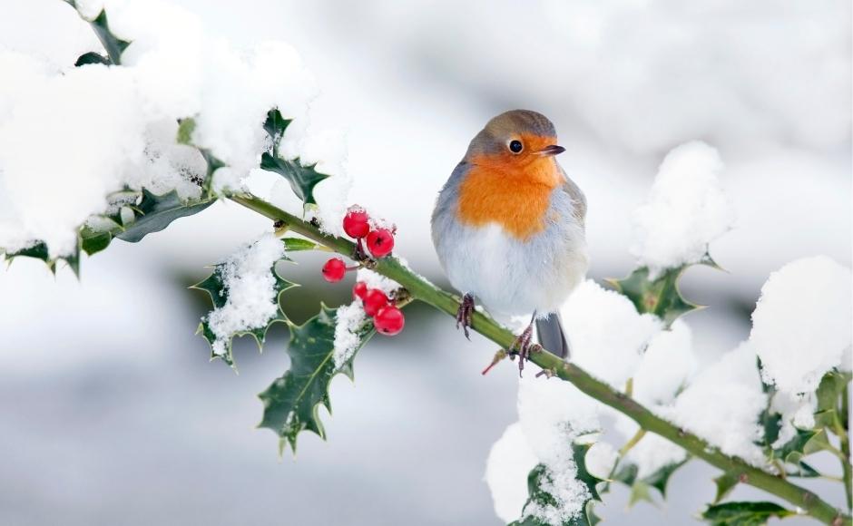 Robin in the snow