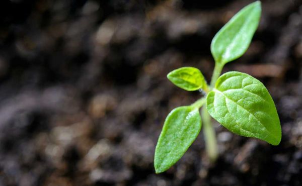 Sprouting plant