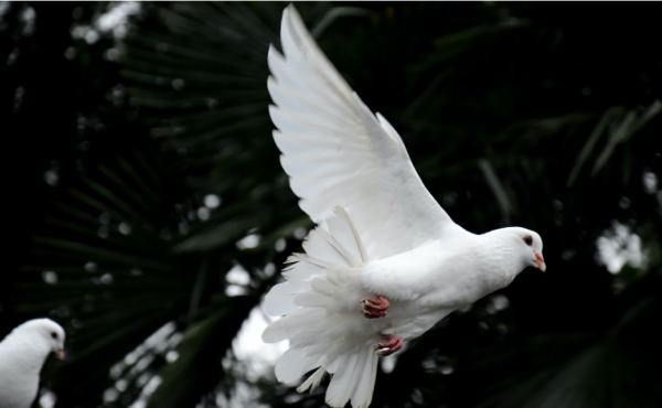A picture of a dove