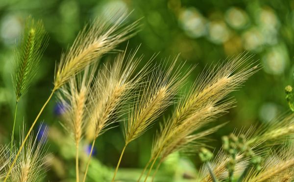 Close up of barley growing