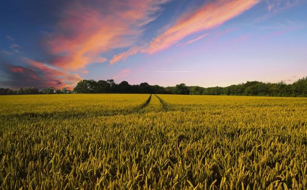 Farm field at sunset