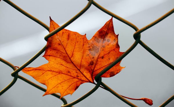 Leaf caught in wire fence