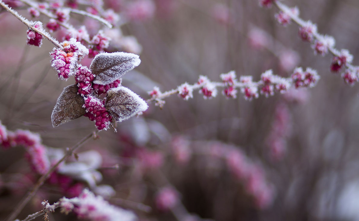 Frosty red berries