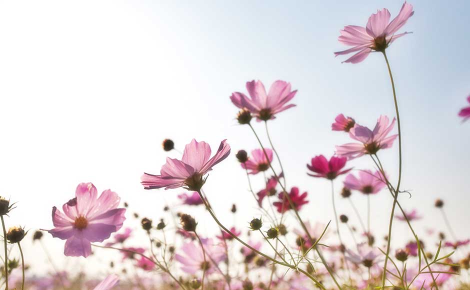 Pink flowers against a blue sky