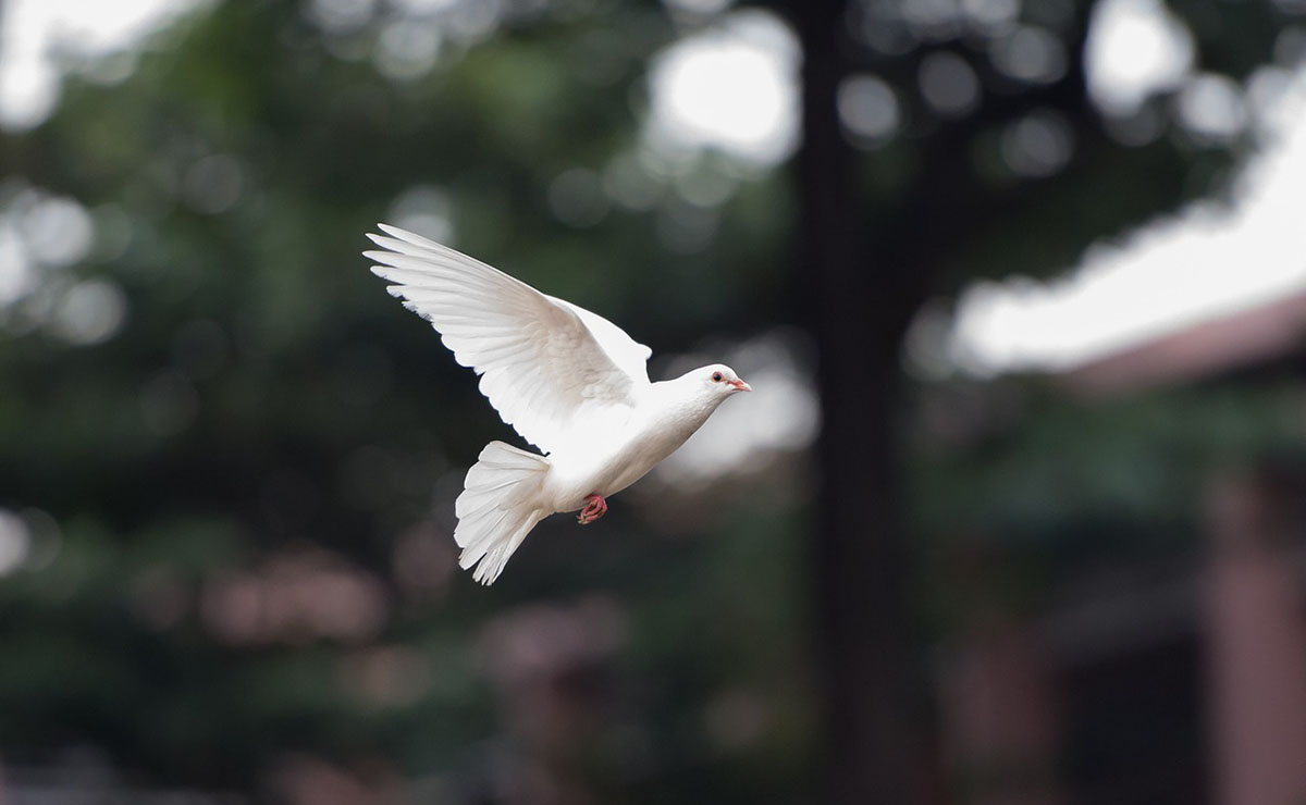 Dove flying