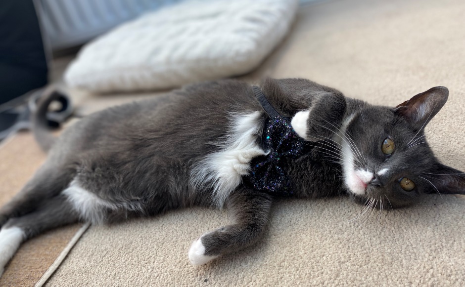 Amy' cat