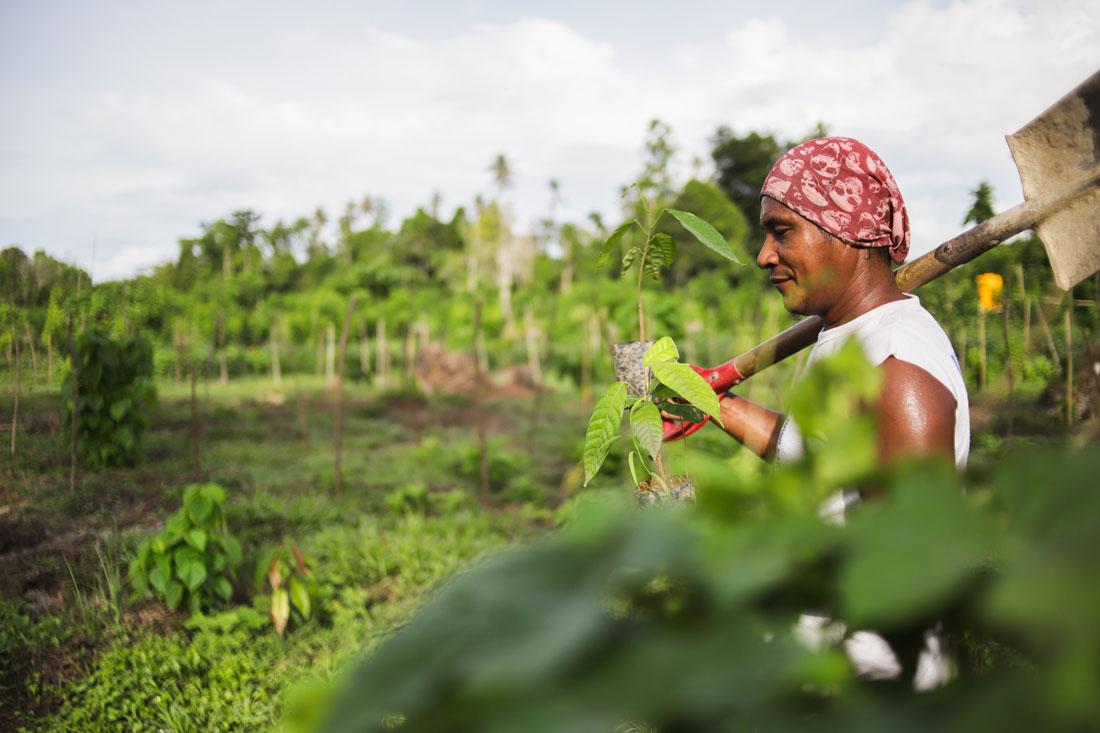 Person planting cacao