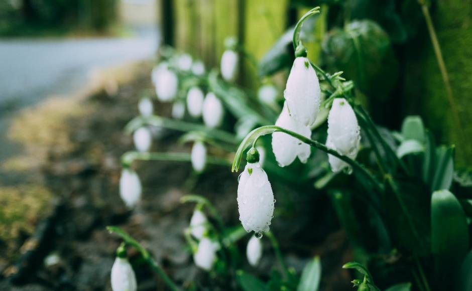 Snowdrops