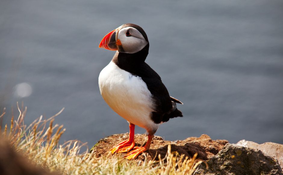 Puffin Season Of Creation 2