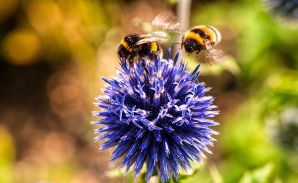 Churches can use the worship materials provided by Eco-congregation Scotland to get involved with Creation Time