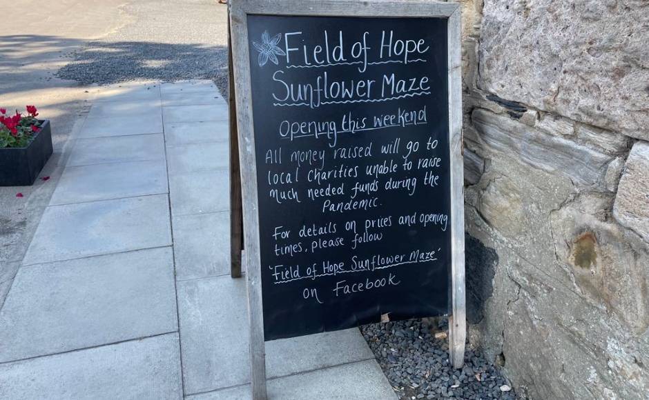 Sunflower maze Fife 