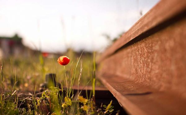 Flower growing beside railroad 