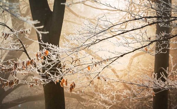 Ice-covered branches