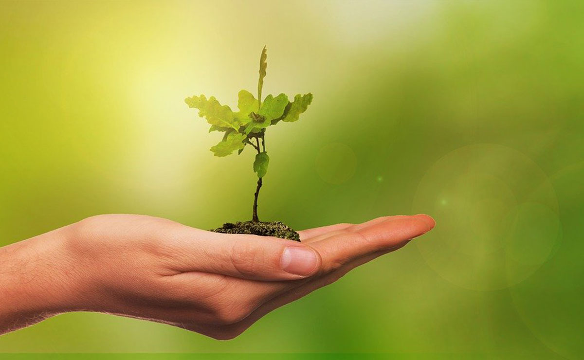 Hand holding a plant