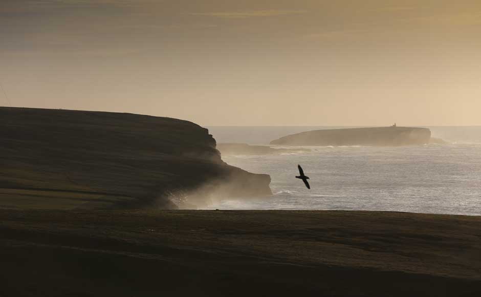 Bird flying over Costa Head in Scotland