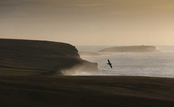 Bird flying over Costa Head in Scotland
