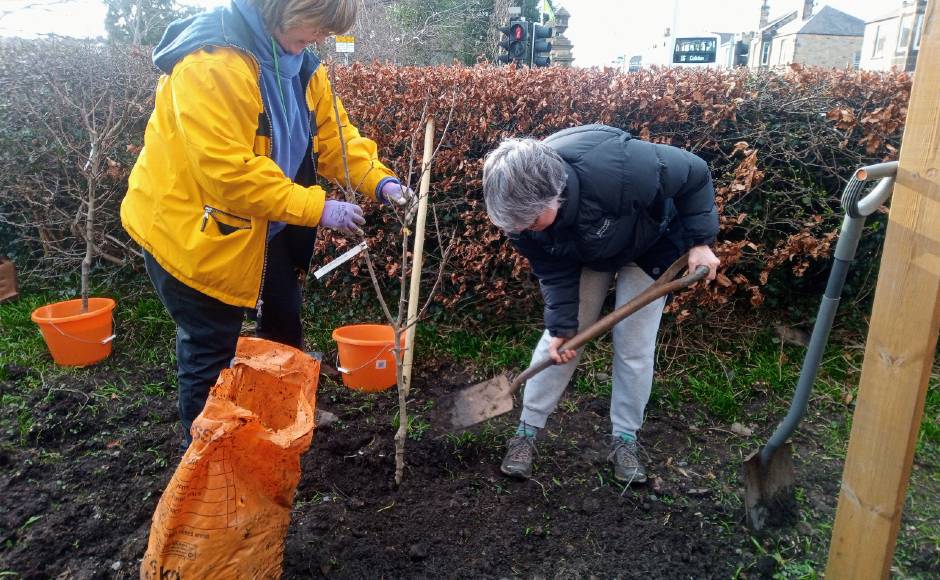 tree planting