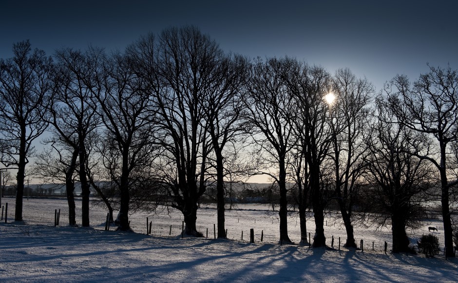 Trees In Landscape