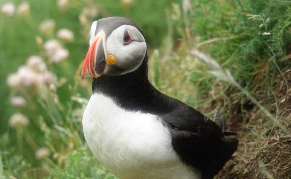 Puffin