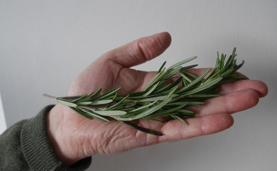 Hand holding a sprig of rosemary