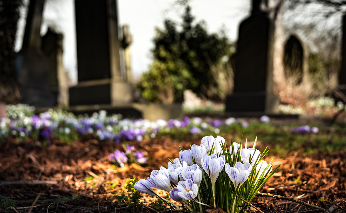 Crocus in a graveyard