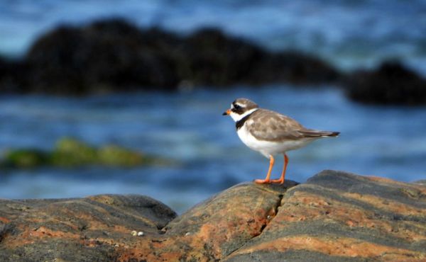 A sea bird at the sea shore