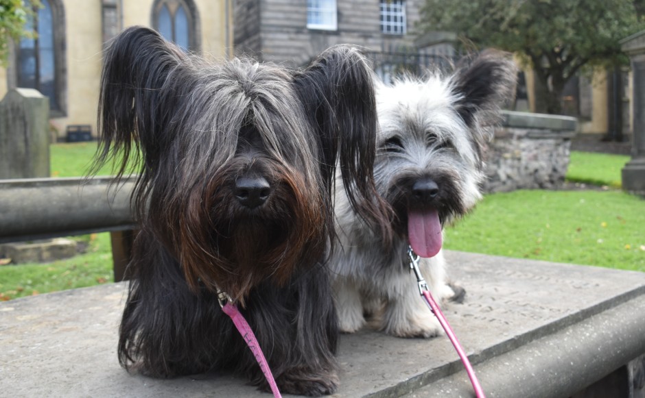 Skye Terriers At Greyfriars Kirkyard