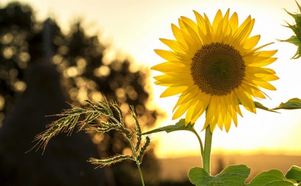 A single sunflower